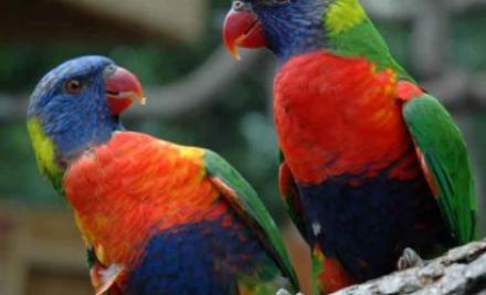 mai-luna-betiilor-crunte-pentru-papagalii-din-australia-96575.jpg