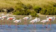 Camargue - Printre tauri, cai sălbatici şi flamingo