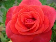 Trandafirul Trandafiri de ghivece, trandafiri pitici, trandafiri sălbatici 