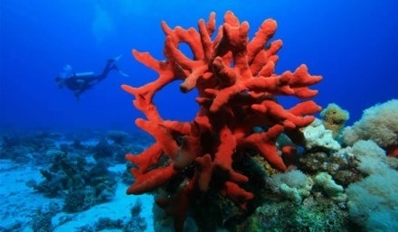 corali-inside.jpg