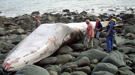 balena_gigantica_04452600.jpg