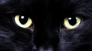 Pisică neagră cu noroc. A moştenit o avere fabuloasă