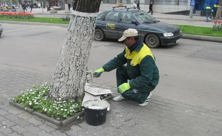 varuitarbori.jpg varuitarbori.jpg