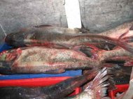 Buletin Informativ - Garda de Coasta