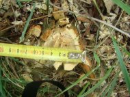 Buletin Informativ - Garda de Coasta