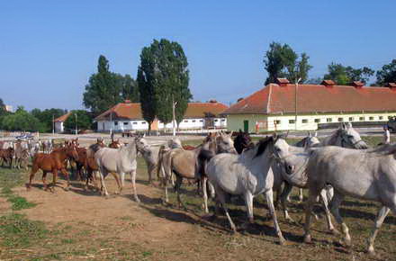 turisti_-_Herghelia_Mangalia30.jpg