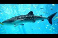 Cel mai mare peşte din lume a fost surprins într-o ipostază nemaivăzută (video)