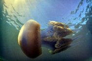 Curiozităţile Mării NegreMeduzele, singurele vieţuitoare din Marea Neagră fără inamici (Galerie foto)