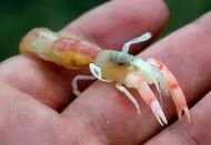 Un biolog din Constanţa a descoperit o nouă specie marină  (galerie foto)