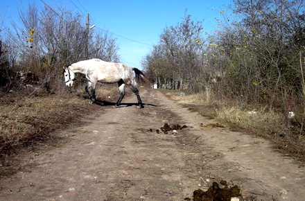 DESCHIDERE_Cerchezu_1.jpg