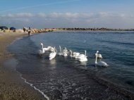  Fotoreportaj Marea lebedelor la Eforie Sud