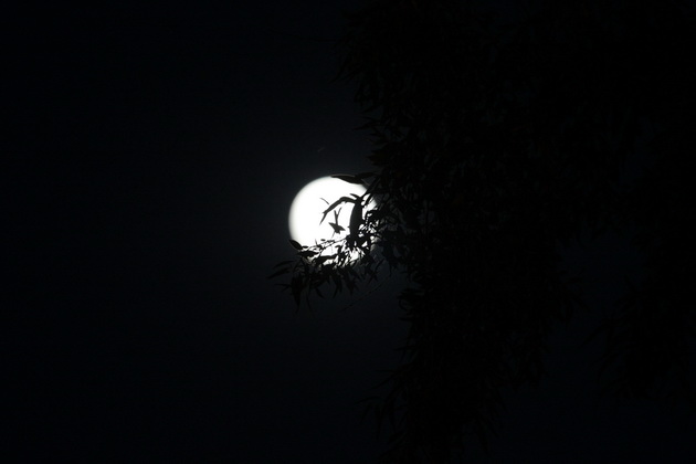 fotoreportaj cum s a vazut superluna la constanta 460733