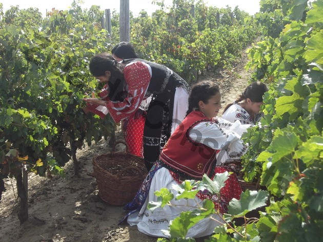 winero celebrated the harvest of 2013 alira wines appreciated by ambassadors and royalty photo gallery