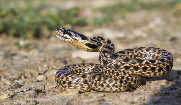imaginatie bogata sau sarpele balaur de cinci metri expertul herpetolog marian tudor despre reptila de