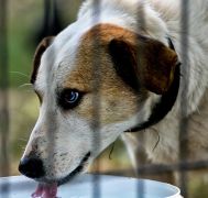 InfoSudEst Afacere de milioane - De ce ajung maidanezii din județul Tulcea pe străzile din Babadag?