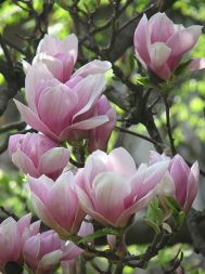 Techirghiol va avea grădină botanică