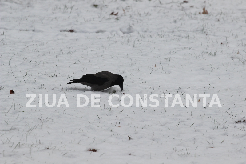 fotoreportaj spectacol hibernal la constanta 479416