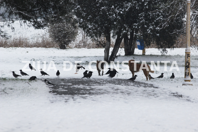 fotoreportaj spectacol hibernal la constanta 479416