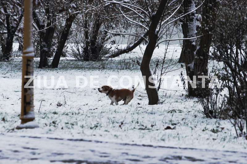 fotoreportaj spectacol hibernal la constanta 479416