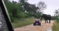 Inregistrare şocantă. Vezi ce face acest elefant unei maşini (video)