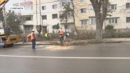 Litoral TV A început toaletarea pomilor în Constanța
