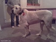 Cum arată cel mai scump animal de companie de pe mercador.ro Constanţa   