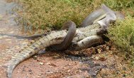 Află cine a câştigat Bătălie de aproape 5 ore între un şarpe şi un crocodil (galerie foto)