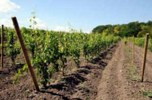 Lichidatorul FRUVISAT S.A. închiriază 430,96 ha plantaţii de viţă de vie