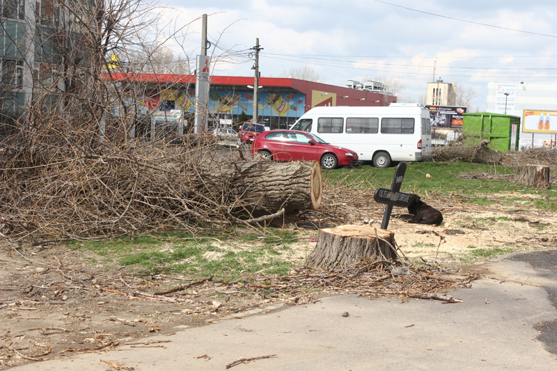 mesajele cititorilor venite pe facebook de ce sunt taiati copacii din zona billa constanta galerie foto