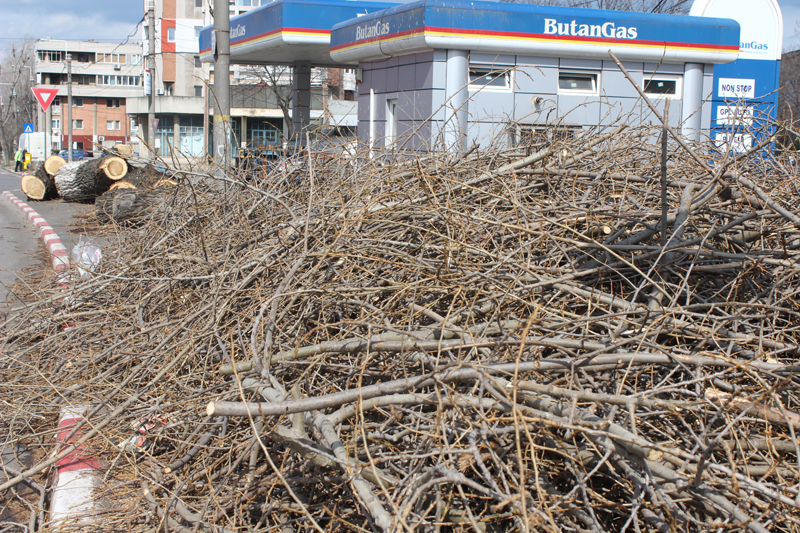 mesajele cititorilor venite pe facebook de ce sunt taiati copacii din zona billa constanta galerie foto