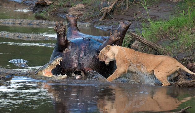 leu, crocodili, lupta, kenya