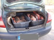 Transportau ilegal patru sute de kilograme de peşte