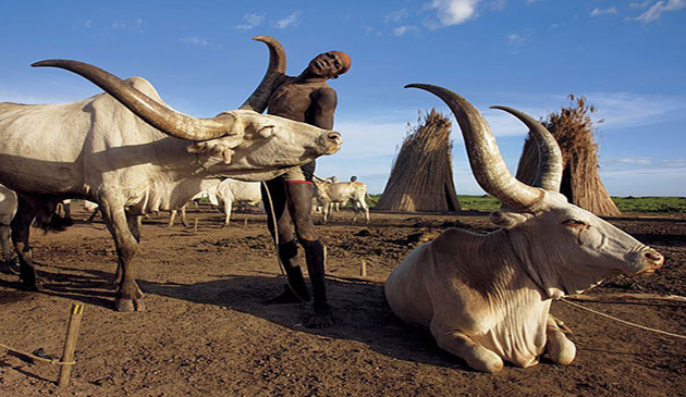 Angela Fisher, Carol Beckwith, tribul Dinka, Sudan