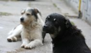 Poliţiştii cercetează cazul câinilor maidanezi omorâţi cu cruzime în Constanţa
