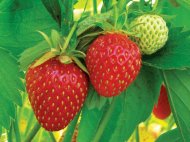 Cinci motive să adaugi căpşune în meniul tău