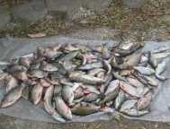 Poliţiştii de frontieră tulceni au confiscat 120 de kilograme de peşte şi 11 plase monofilament    