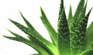 Aloe-vera luptă pentru sănătatea întregului organism