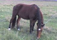 Curat ghinion Cum era să se spânzure un mopedist, în Lumina, de funia cu care era priponit un cal