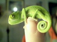 De Ziua Pământului Google celebrează cameleonul printr-un Doodle 