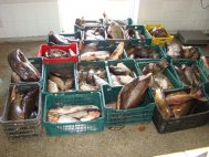 Transport ilegal de peste patru sute de kilograme de peşte