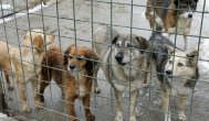 Asociaţia Save The Dogs And Other Animals angajează Coordonator proiect adopţii internaţional de câini