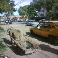 Un cititor ne-a semnalat Măgăruş bătut pe străzile din Constanţa