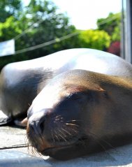 Spectacol cu foci şi lei de mare, la City Park Mall din Constanţa