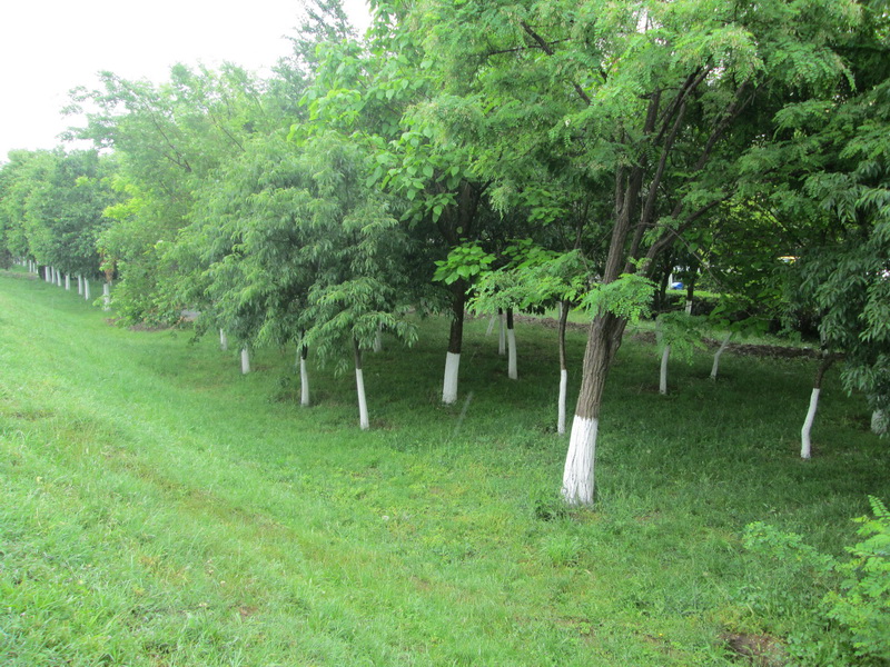 doua proiecte de peste opt milioane de lei parc de recreere in navodari si un bulevard cu patru benzi