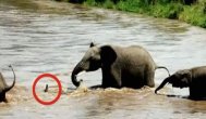 Acest lucru vă va uimi! Uită-te ce se întâmplă atunci când un pui de elefant este luat de apele învolburate ale unui râu 