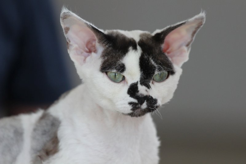 fotoreportaj feline superbe din peste 15 rase au defilat gratioase in mamaia 502500