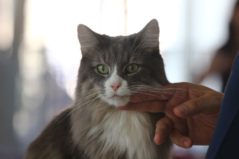 fotoreportaj feline superbe din peste 15 rase au defilat gratioase in mamaia 502500