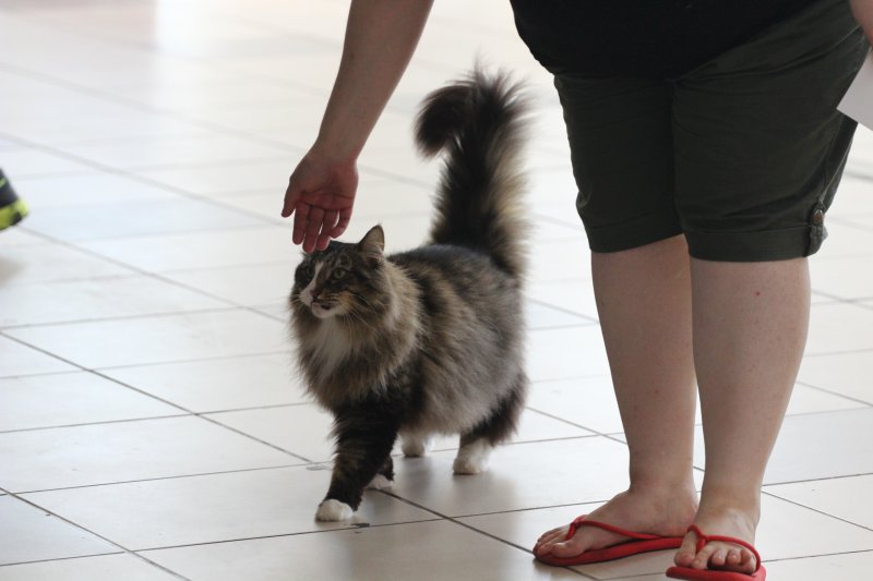 fotoreportaj feline superbe din peste 15 rase au defilat gratioase in mamaia 502500