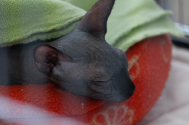 fotoreportaj feline superbe din peste 15 rase au defilat gratioase in mamaia 502500