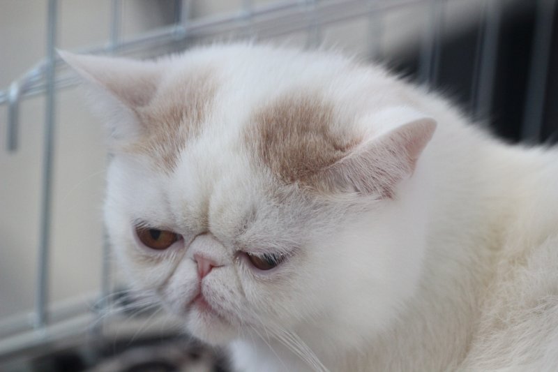 fotoreportaj feline superbe din peste 15 rase au defilat gratioase in mamaia 502500